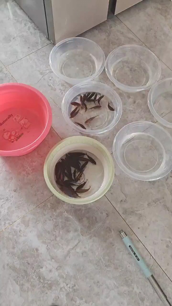超極宏雞 超極宏雞 龍魚論壇 第1張