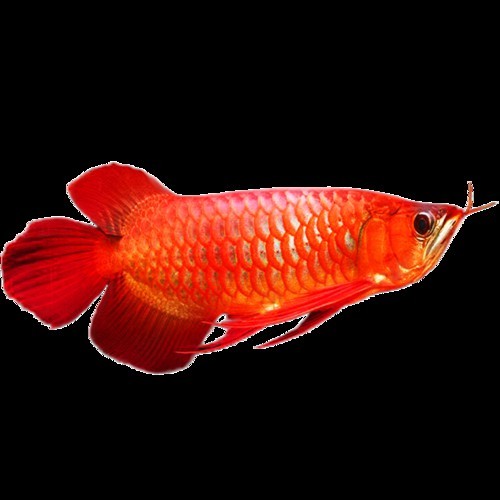 坡頭龍魚繁殖需要哪些特殊設備，坡頭龍魚繁殖需要哪些特殊設備，