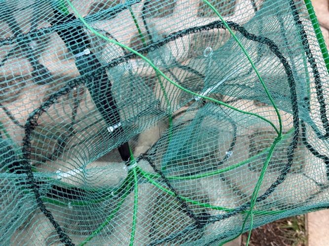 抓魚籠子圖片大全 抓魚籠子圖片大全 龍魚論壇 第16張