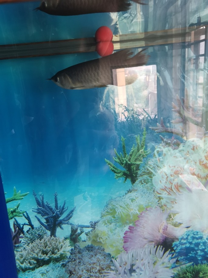 銀川水族批發市場買龍魚可以嗎多少錢一只的簡單介紹