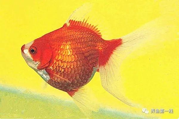 2021年“長城杯”有哪些新品種金魚參賽? 2025長城杯龍魚大賽 第5張 2021年“長城杯”有哪些新品種金魚參賽? 2021年“長城杯”有哪些新品種金魚參賽? 2025長城杯龍魚大賽 第5張