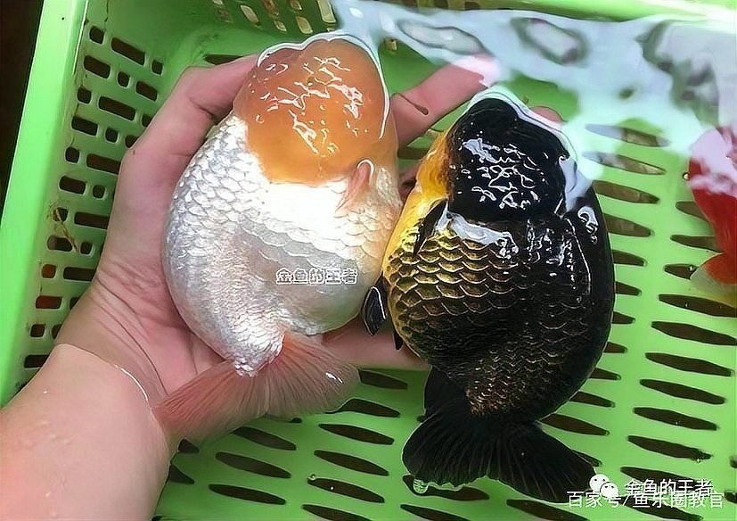 2021年“長城杯”有哪些新品種金魚參賽? 2025長城杯龍魚大賽 第4張 2021年“長城杯”有哪些新品種金魚參賽? 2021年“長城杯”有哪些新品種金魚參賽? 2025長城杯龍魚大賽 第4張