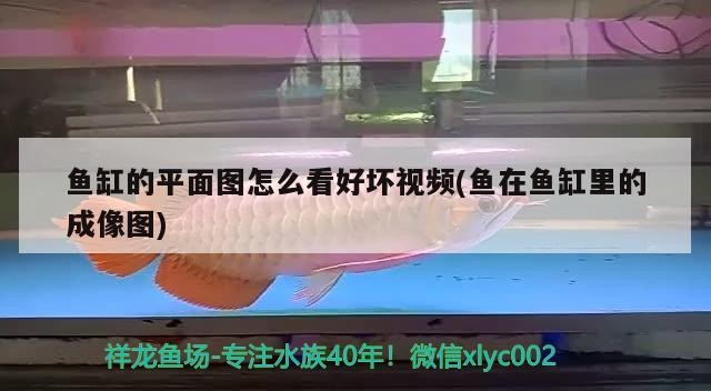 水缸制作魚缸教程視頻全集 水缸制作魚缸教程視頻全集 銀龍魚百科 第2張