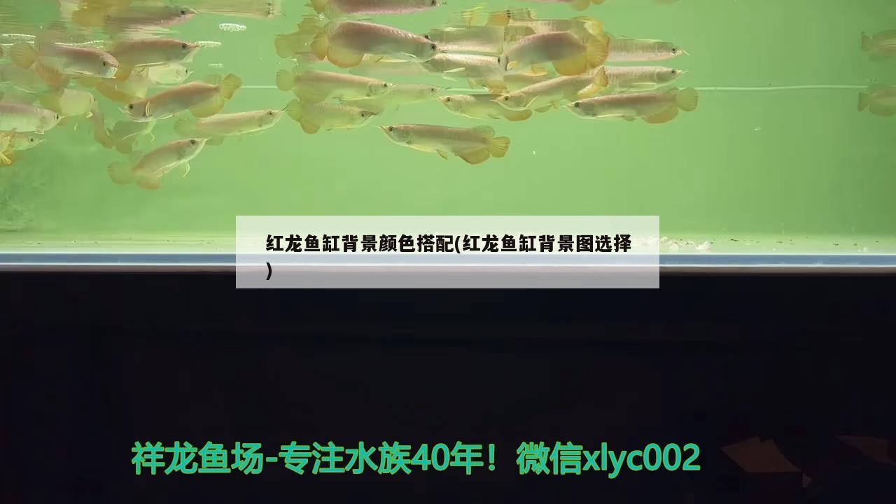 水缸制作魚缸教程視頻全集 水缸制作魚缸教程視頻全集 銀龍魚百科 第3張