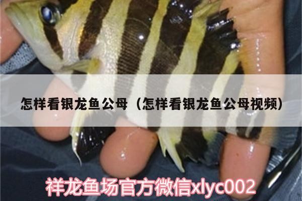 怎樣看銀龍魚公母（怎樣看銀龍魚公母視頻）
