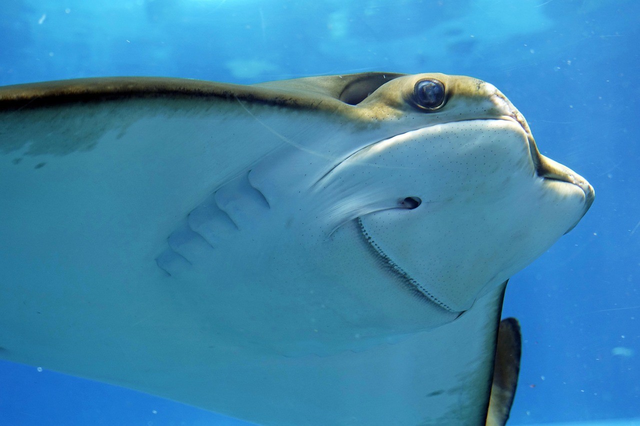 水族人長相特點(diǎn) 水族人長相特點(diǎn) 龍魚論壇 第2張