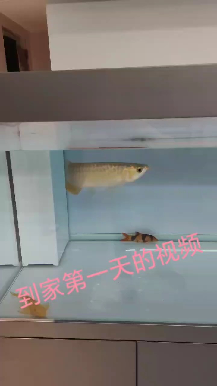 到家第一天的視頻