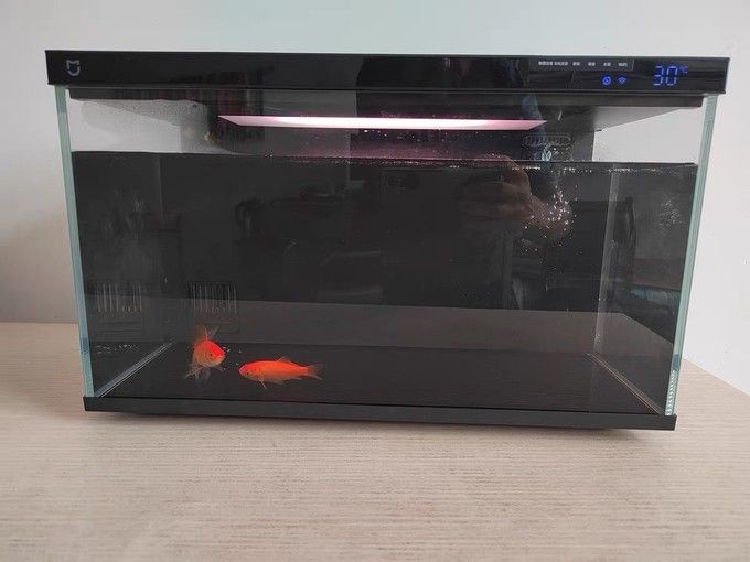 小米魚缸怎么樣：小米魚缸適合養(yǎng)什么魚