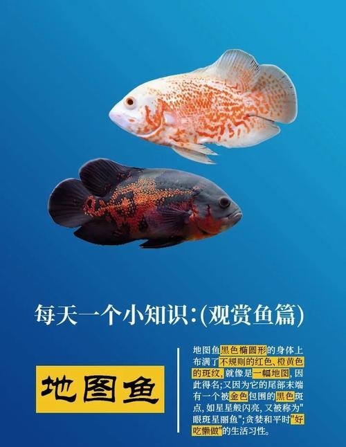 如何選擇與龍魚兼容的配魚？