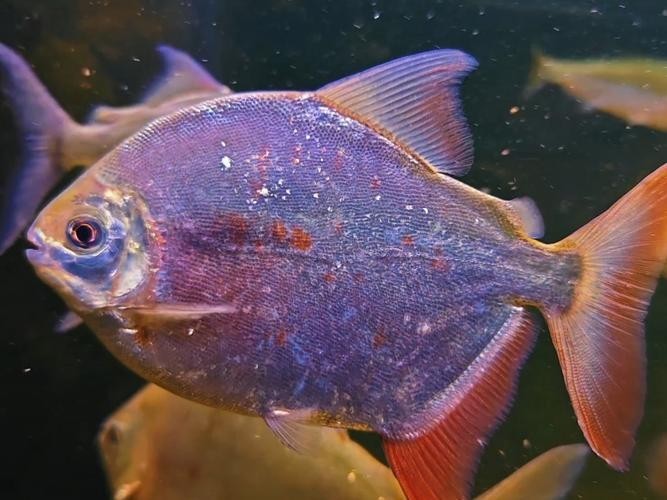 如何選擇與龍魚兼容的配魚？