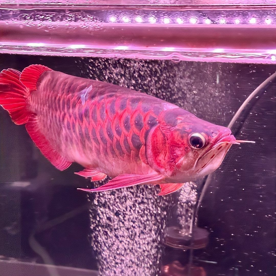 如何選擇與龍魚兼容的配魚？