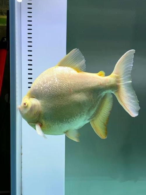 如何選擇與龍魚兼容的配魚？