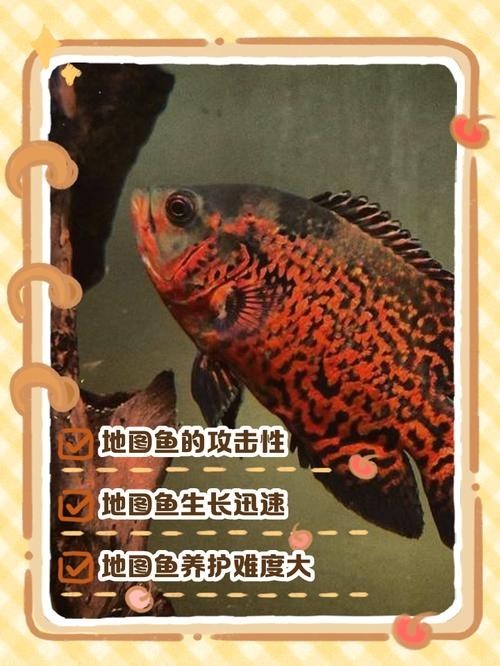 如何選擇與龍魚兼容的配魚？
