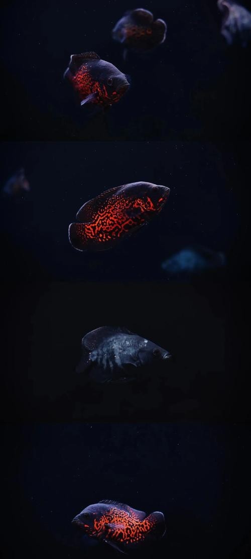 如何選擇與龍魚兼容的配魚？