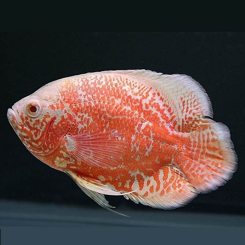 如何選擇與龍魚兼容的配魚？