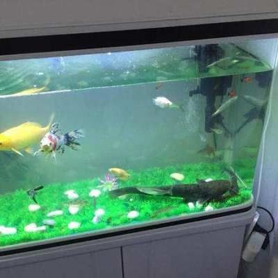 底濾魚缸的作用和技巧：底濾魚缸養(yǎng)小魚的技巧