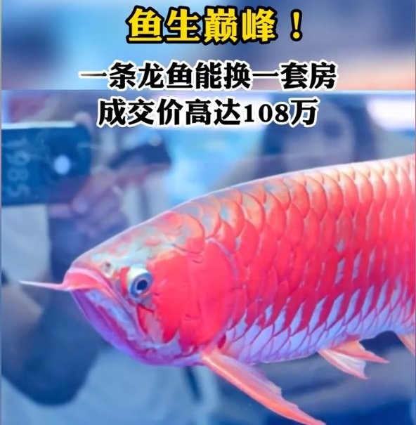 長城龍魚賽有哪些歷史記錄