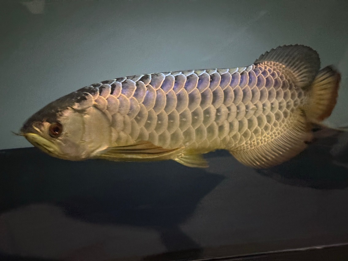 賽級炮彈頭 賽級炮彈頭 龍魚論壇 第2張