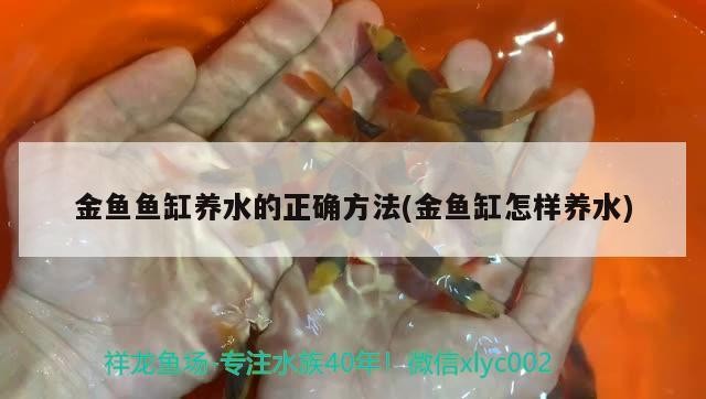 銀龍魚用什么顏色的線（銀龍魚用什么顏色的線好看） 銀龍魚用什么顏色的線（銀龍魚用什么顏色的線好看） 銀龍魚百科 第1張