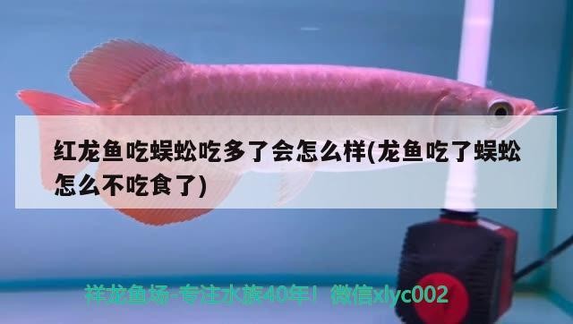 銀龍魚用什么顏色的線（銀龍魚用什么顏色的線好看） 銀龍魚用什么顏色的線（銀龍魚用什么顏色的線好看） 銀龍魚百科 第2張