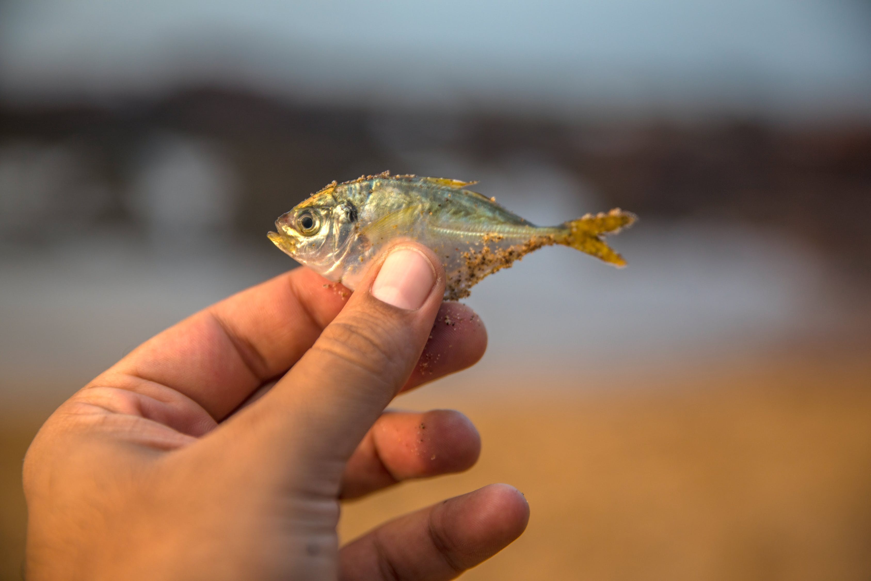 新豐魚一刀生物科技有限公司（新豐和秋刀斬魚怎么了）