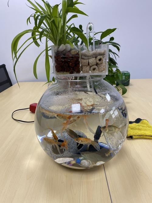 2025年長城杯水族展有哪些創新產品