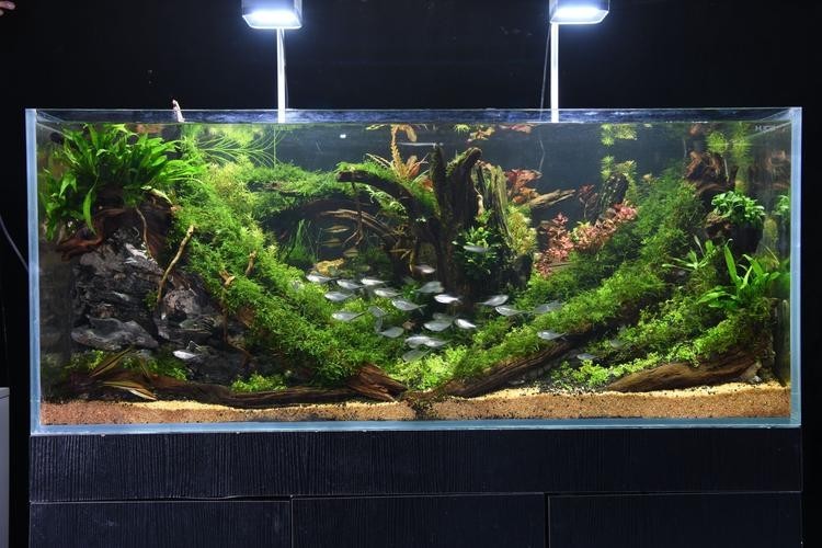 2025年長城杯水族展有哪些創新產品