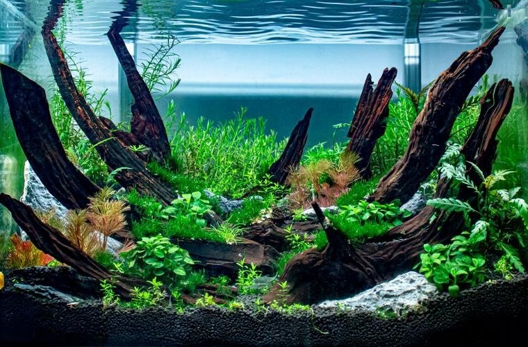 2025年長城杯水族展有哪些創新產品