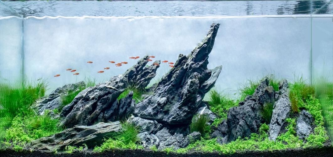 2025年長城杯水族展有哪些創新產品