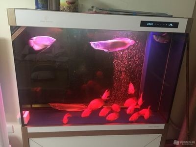 可麗愛底濾魚缸濾材擺放圖