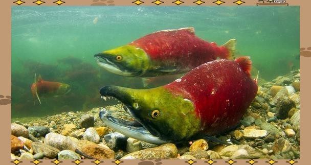 大紅魚(yú)視頻欣賞