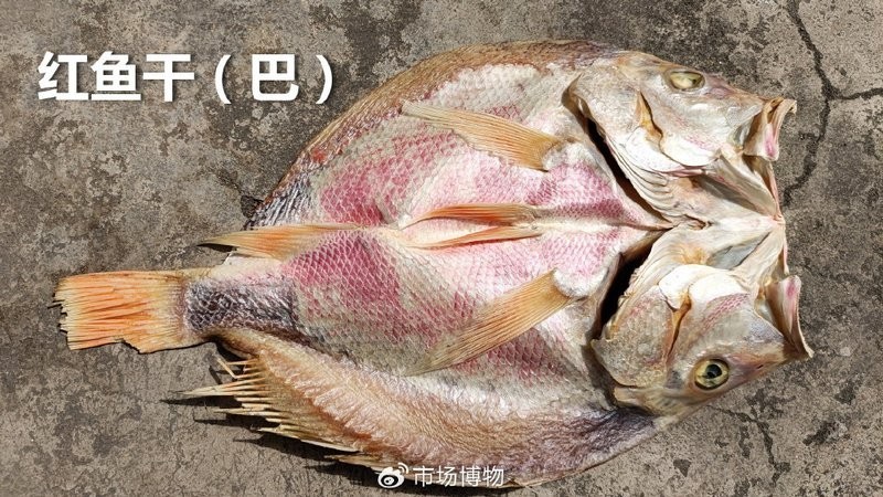 大紅魚(yú)視頻欣賞