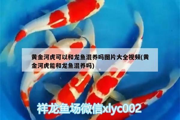 郴州市南國水族館（郴州市南國水族館電話） 郴州市南國水族館（郴州市南國水族館電話） 全國水族館企業名錄
