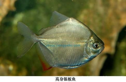 虎紋銀板魚最忌三種魚圖片