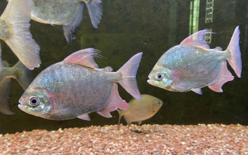 虎紋銀板魚最忌三種魚圖片