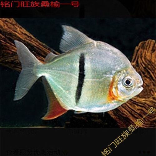 虎紋銀板魚最忌三種魚圖片