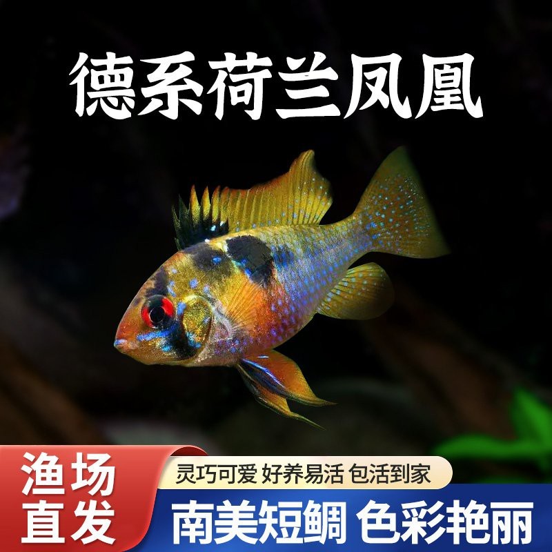德系荷蘭鳳凰好養嗎