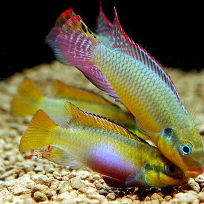 翡翠鳳凰魚混養