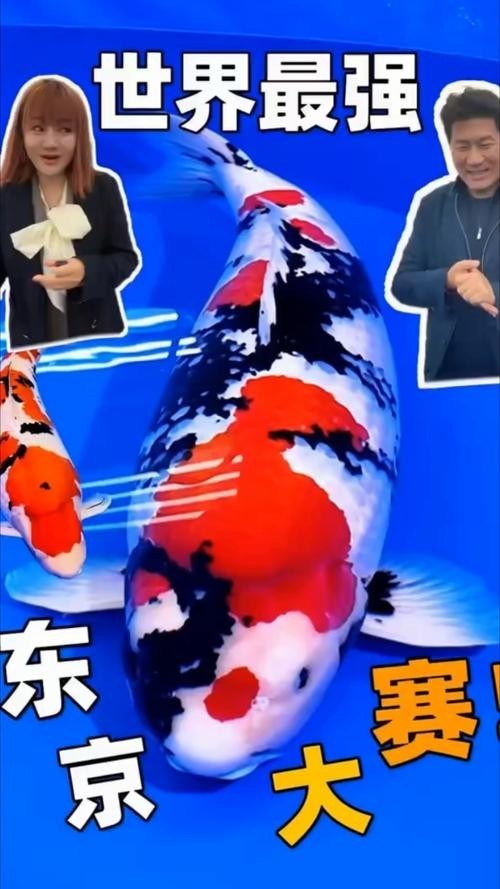 錦鯉大賽世界冠軍圖片