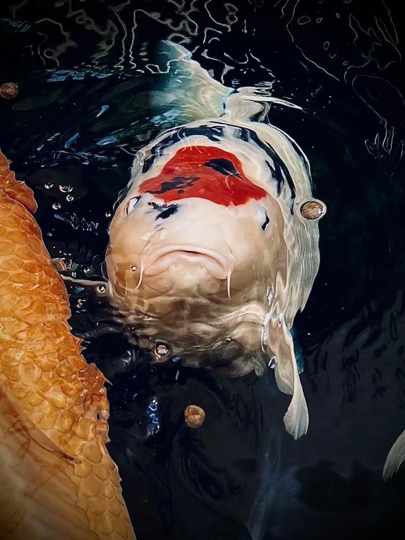 腹水晚期龍魚能活多久，水晚期龍魚如何護理，龍魚腹水有哪些治療方法