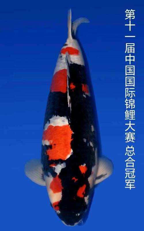 錦鯉大賽世界冠軍圖片