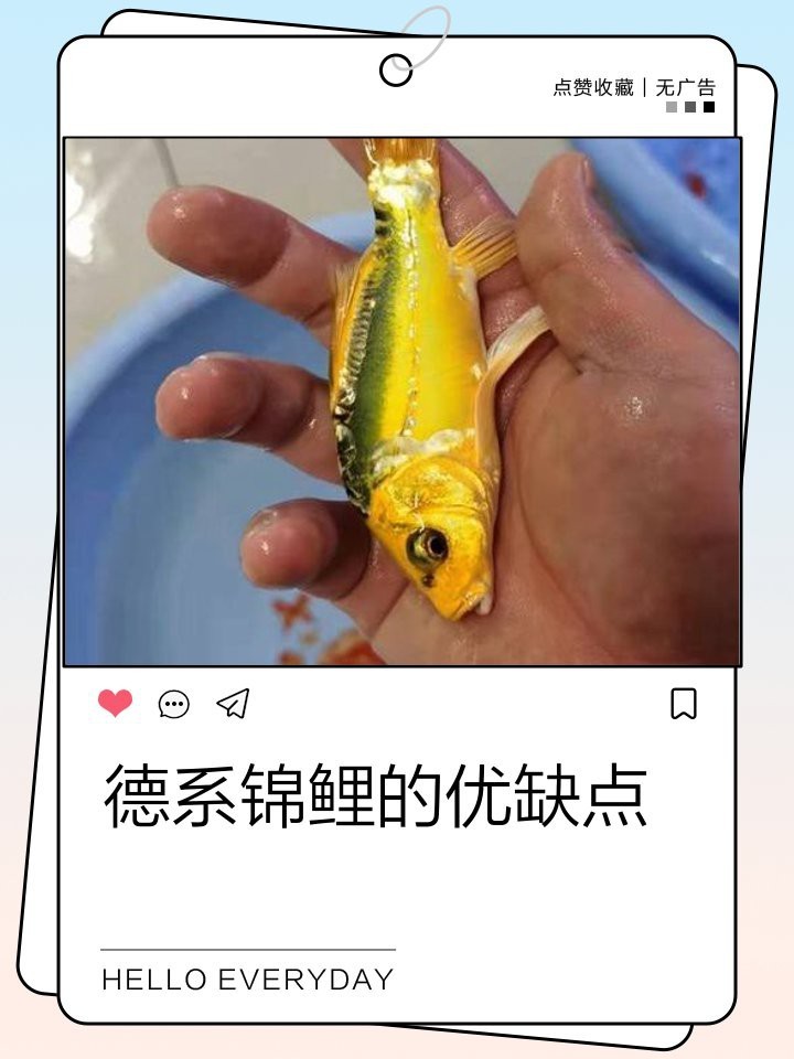 德國三色錦鯉 德國三色錦鯉 龍魚論壇 第4張