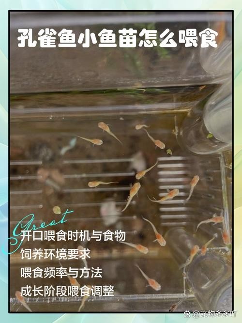 孔雀魚的價(jià)格差異大嗎？ 孔雀魚的價(jià)格差異大嗎？ 2025長城杯龍魚大賽 第12張