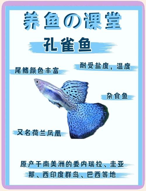 孔雀魚的價(jià)格差異大嗎？ 孔雀魚的價(jià)格差異大嗎？ 2025長城杯龍魚大賽 第10張