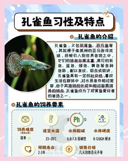 孔雀魚的價(jià)格差異大嗎？ 孔雀魚的價(jià)格差異大嗎？ 2025長城杯龍魚大賽 第13張