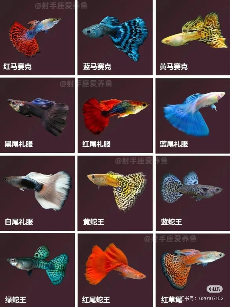 孔雀魚的價(jià)格差異大嗎？ 孔雀魚的價(jià)格差異大嗎？ 2025長城杯龍魚大賽 第6張