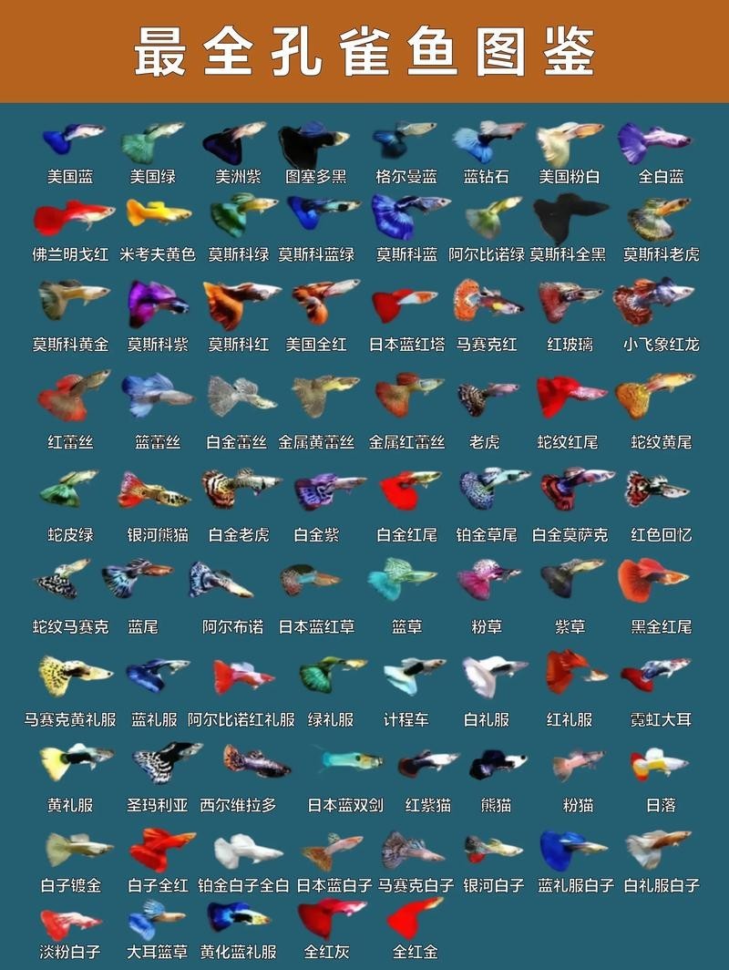 孔雀魚的價(jià)格差異大嗎？ 孔雀魚的價(jià)格差異大嗎？ 2025長城杯龍魚大賽 第2張