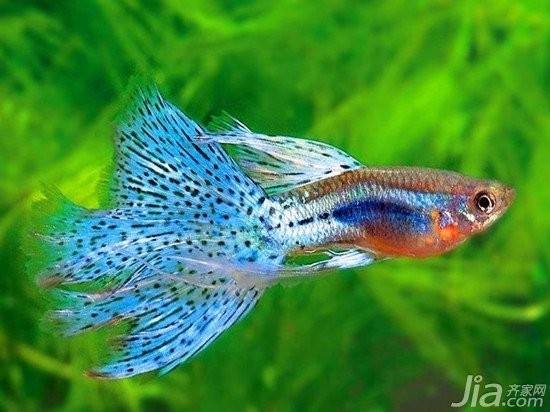 孔雀魚的價(jià)格差異大嗎？ 孔雀魚的價(jià)格差異大嗎？ 2025長城杯龍魚大賽 第15張