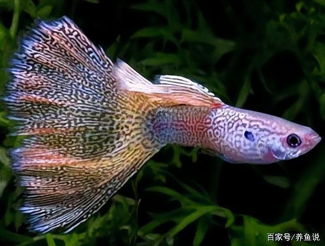 孔雀魚的價(jià)格差異大嗎？ 孔雀魚的價(jià)格差異大嗎？ 2025長城杯龍魚大賽 第8張