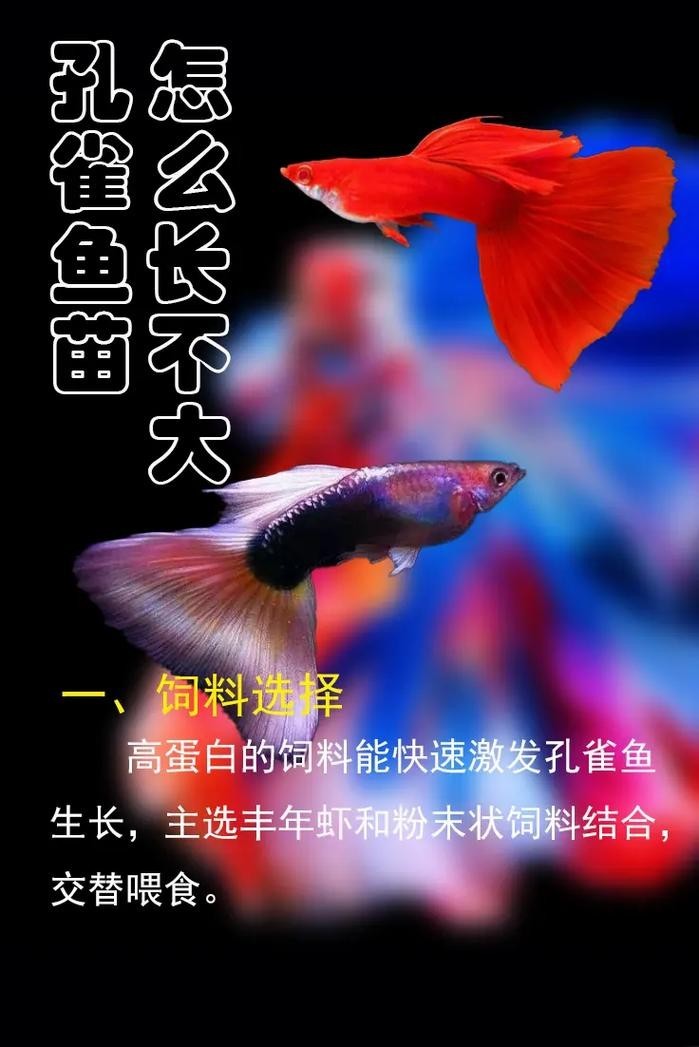 孔雀魚的價(jià)格差異大嗎？ 孔雀魚的價(jià)格差異大嗎？ 2025長城杯龍魚大賽 第14張